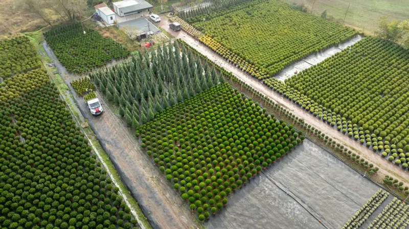 网络交换机与网桥在园区网络中的协同部署技术解析