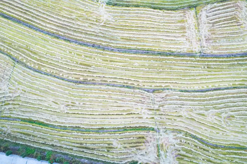 海南政企网络升级指南：光纤收发器与网桥选型对比分析
